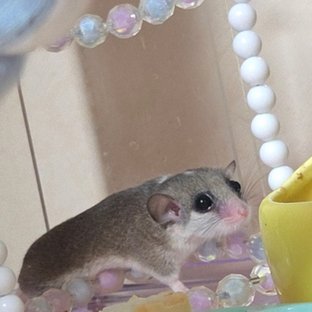 엄마 아롱