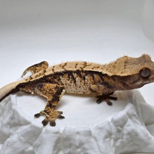 노멀 익스트림할리퀸