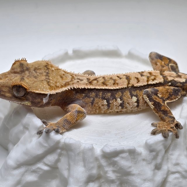 노멀 익스트림할리퀸