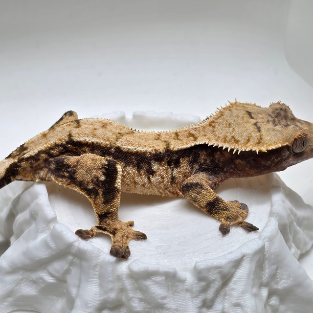 노멀 익스트림할리퀸