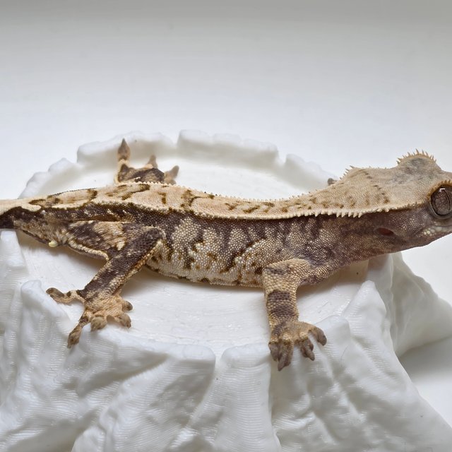 노멀 할리퀸 익스트림할리퀸