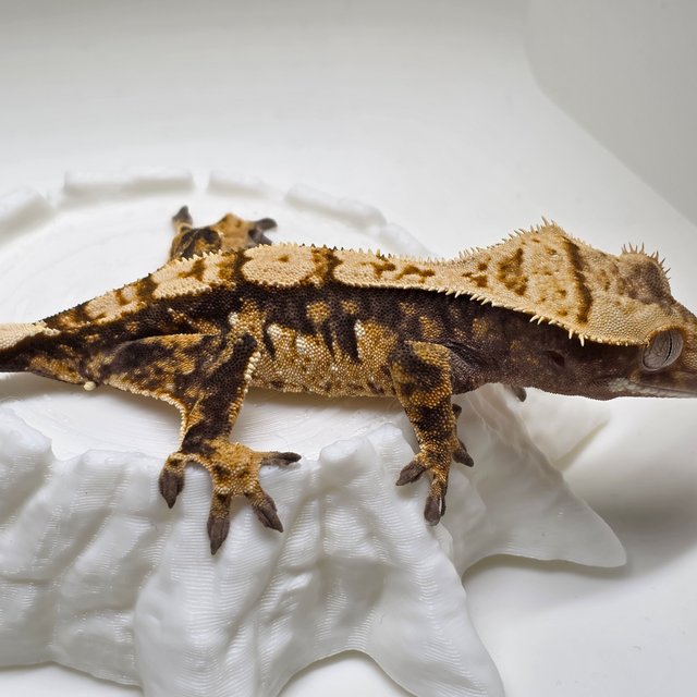 노멀 익스트림할리퀸