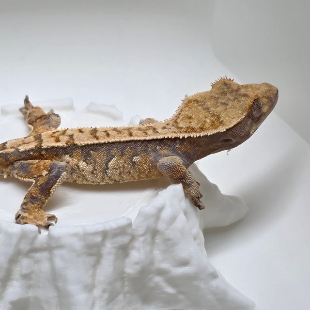 노멀 익스트림할리퀸