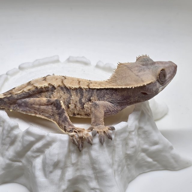 노멀 익스트림할리퀸