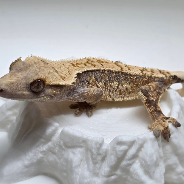 노멀 익스트림할리퀸