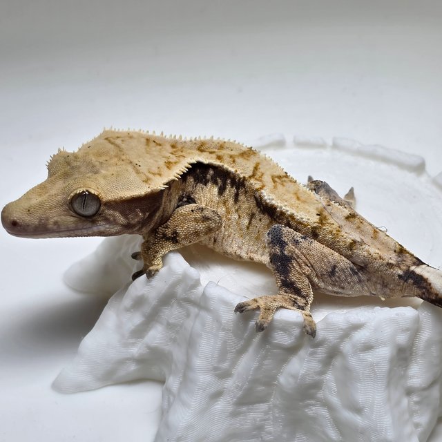 노멀 익스트림할리퀸