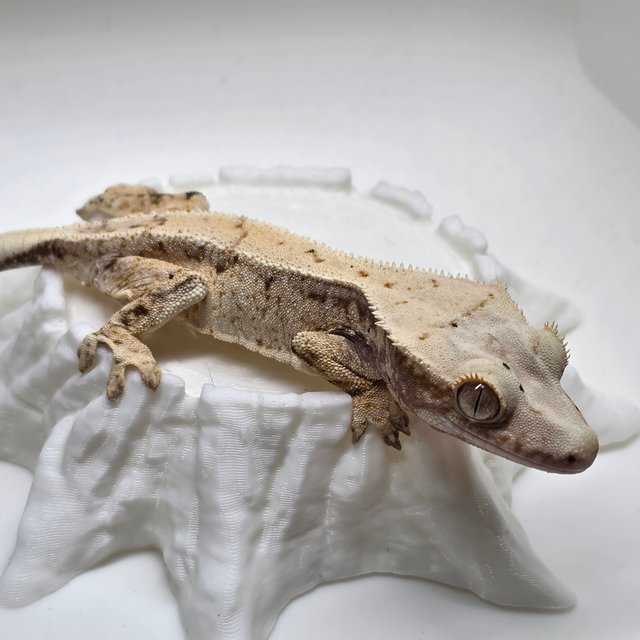 노멀 익스트림할리퀸