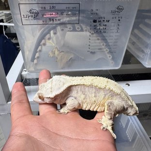 노멀 화이트스팟