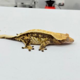 노멀 풀핀 화이트스팟