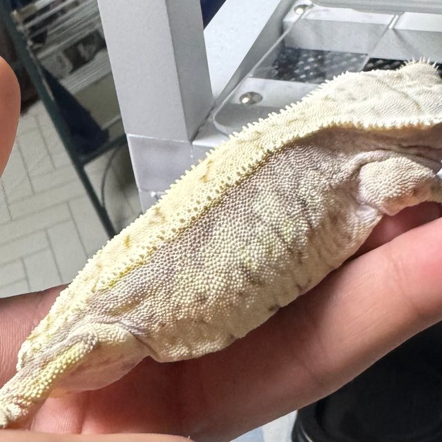 노멀 화이트스팟