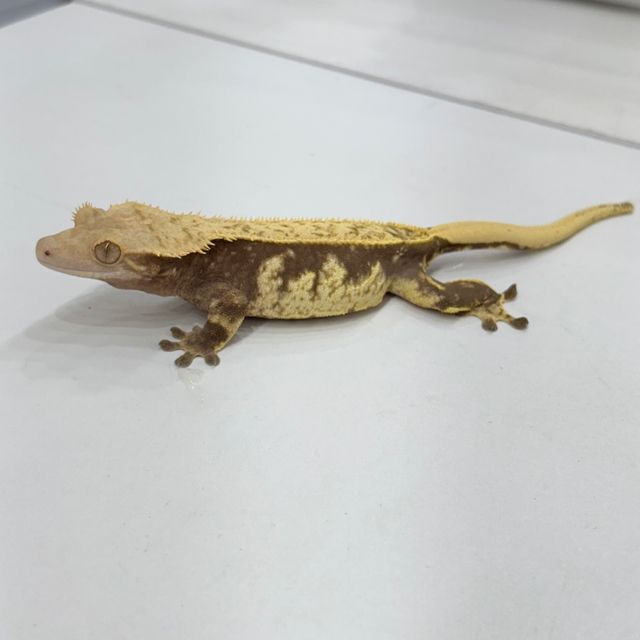 노멀