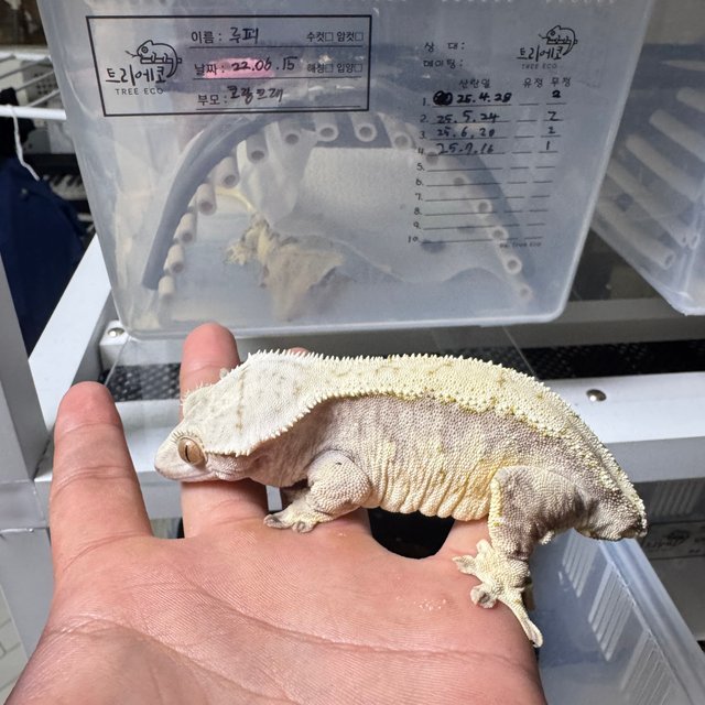 노멀 화이트스팟