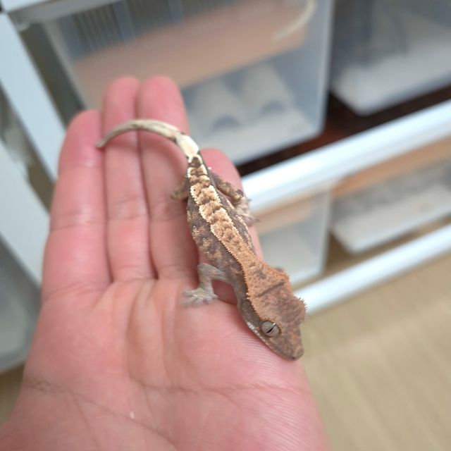 카푸치노 트라이