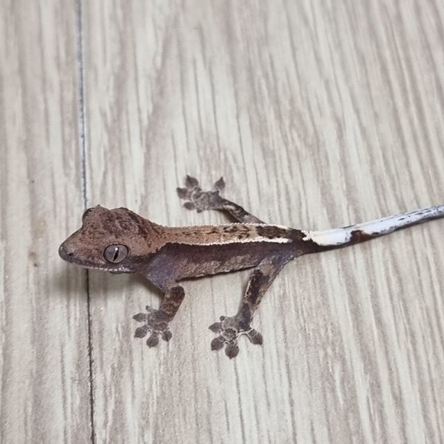 카푸치노