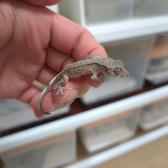 카푸치노 패턴리스