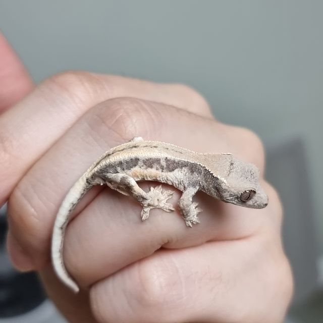 프라푸치노