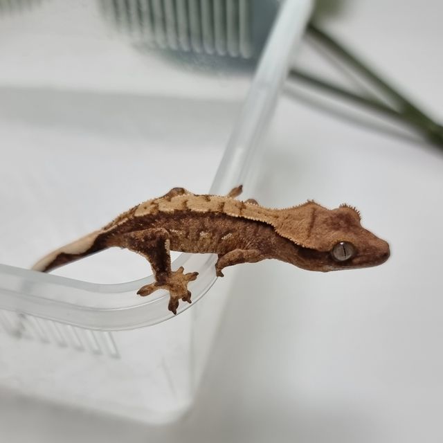 트라이 익스트림할리퀸