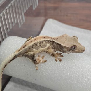 100헷초초26