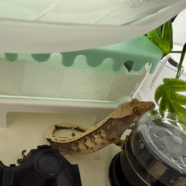 노멀 트라이 릴리화이트