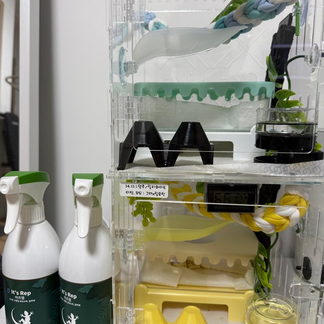 노멀 트라이 릴리화이트