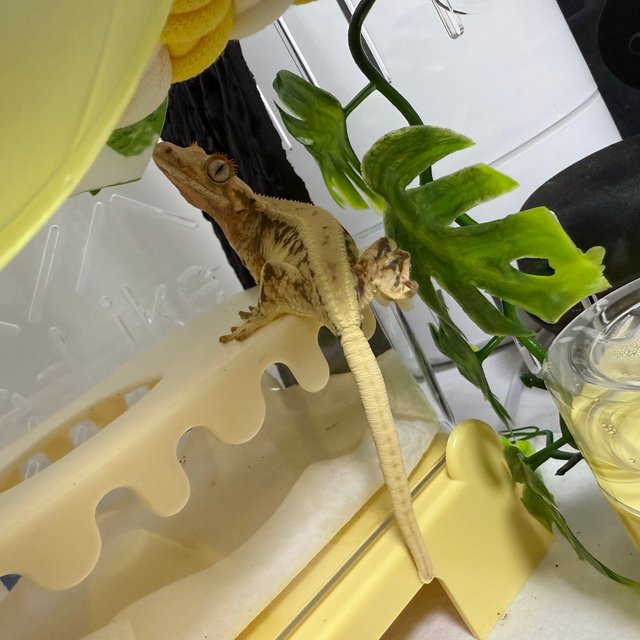 노멀 트라이 릴리화이트