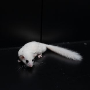 MA