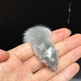 노말 헤드스팟