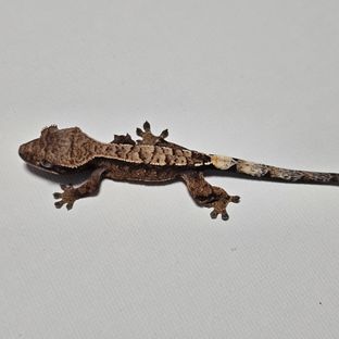 흑당 4 S