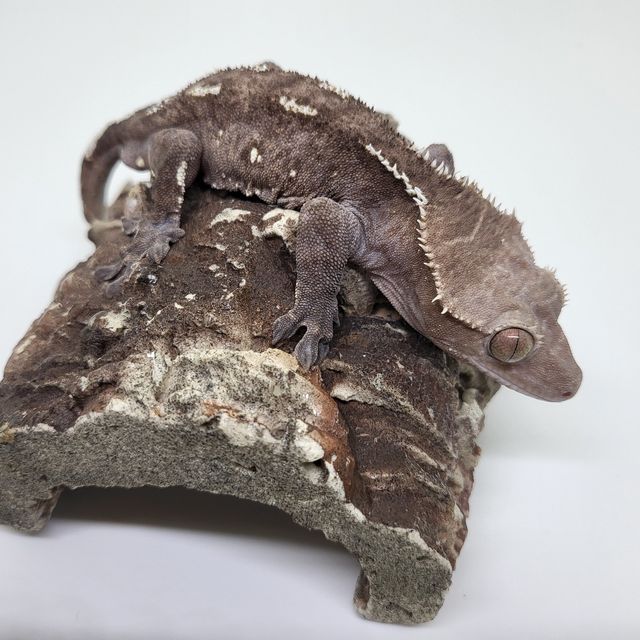 아잔틱