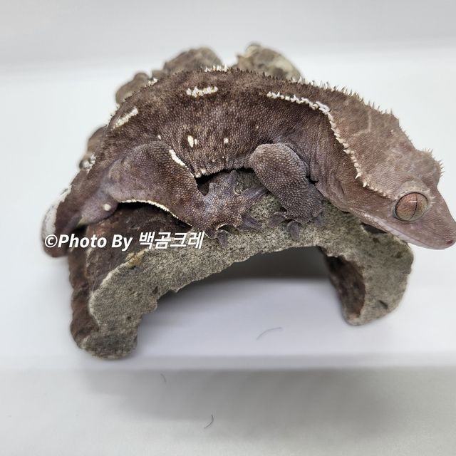 아잔틱