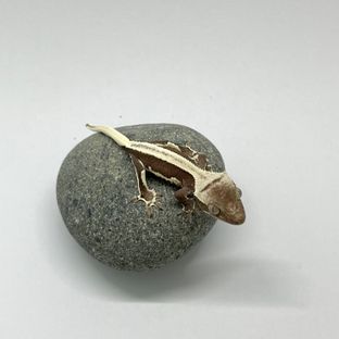 릴잔틱