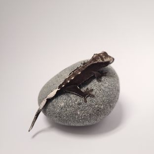 아잔틱