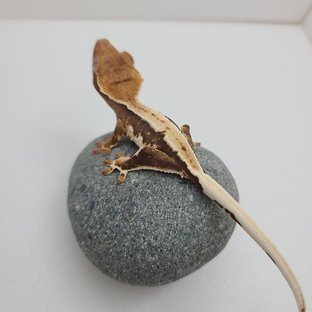 Lilly 100% Het Axanthic