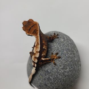 세이블 100%헷아잔틱