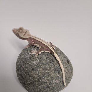 릴잔틱