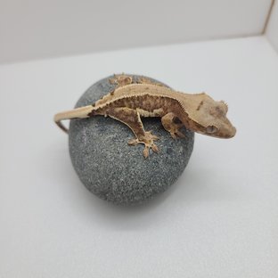 Lilly 100% Het Axanthic