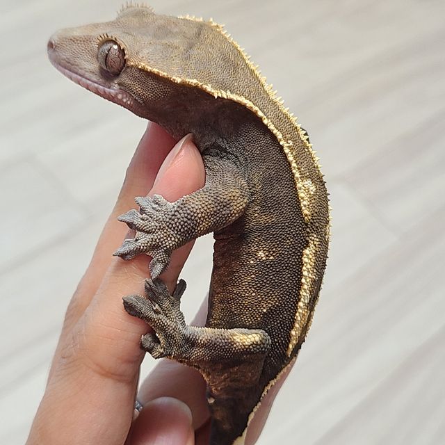 세이블 100%헷아잔틱