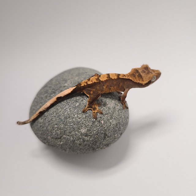 Normal 100% Het Axanthic