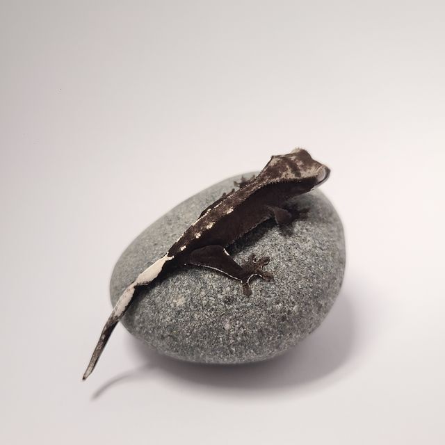 아잔틱