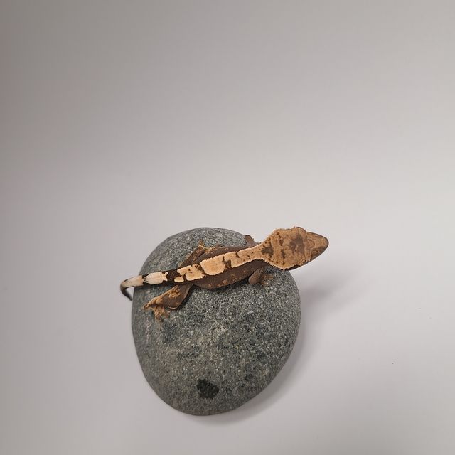 100%헷아잔틱 세이블