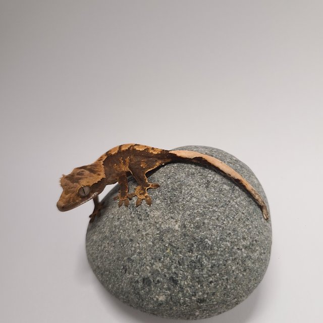 Normal 100% Het Axanthic