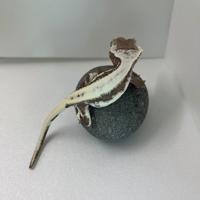 Lilly Axanthic