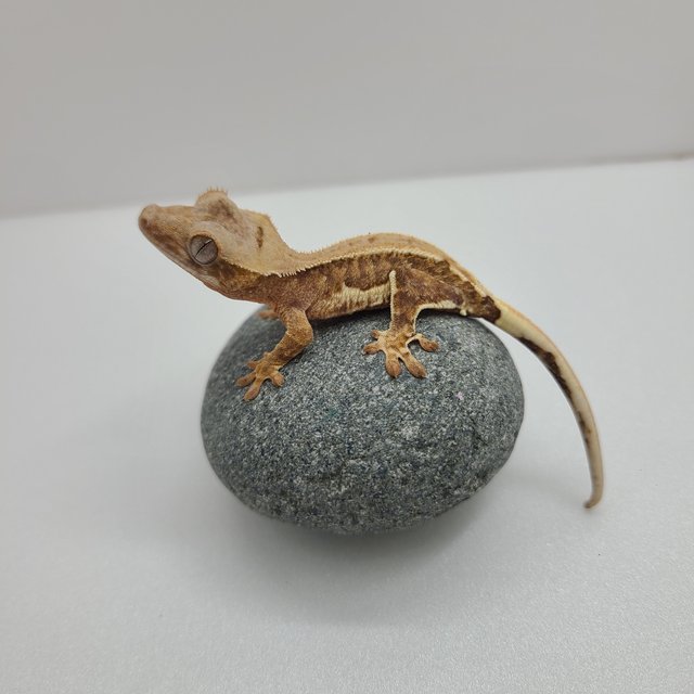 Lilly 100% Het Axanthic