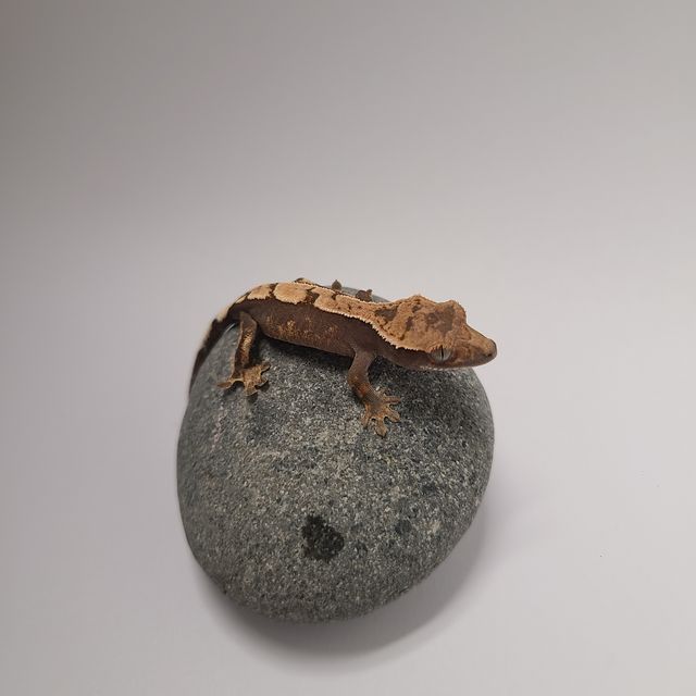 100%헷아잔틱 세이블