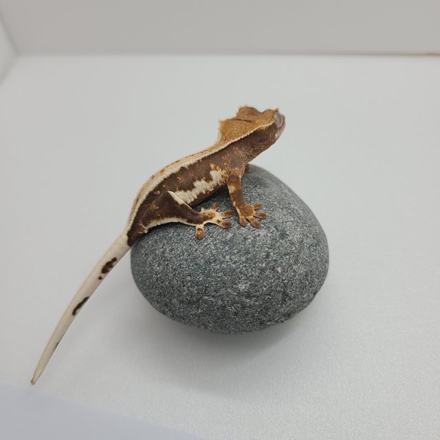 Lilly 100% Het Axanthic