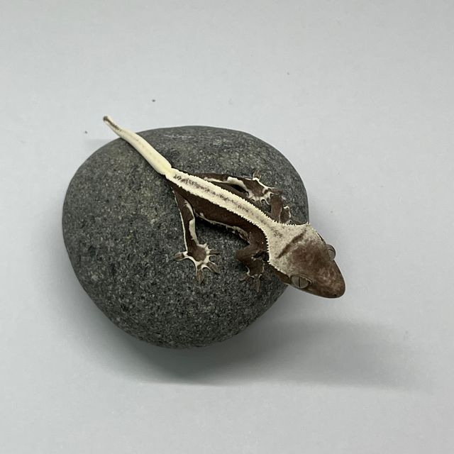 릴잔틱