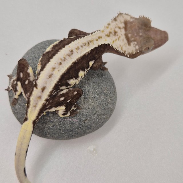 Lilly Axanthic
