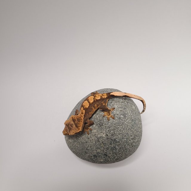 Normal 100% Het Axanthic