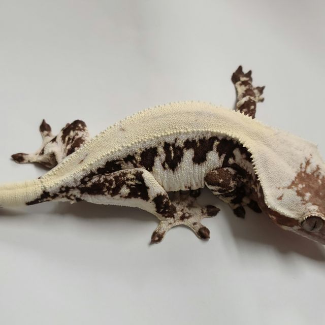 릴리 세이블