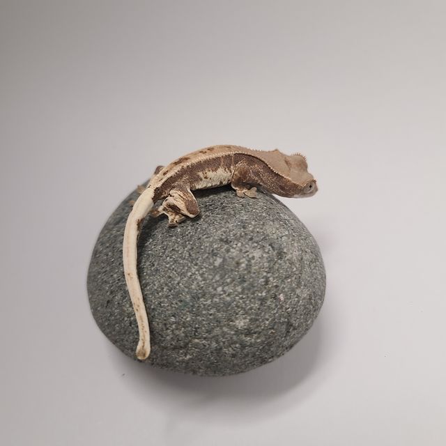릴리화이트